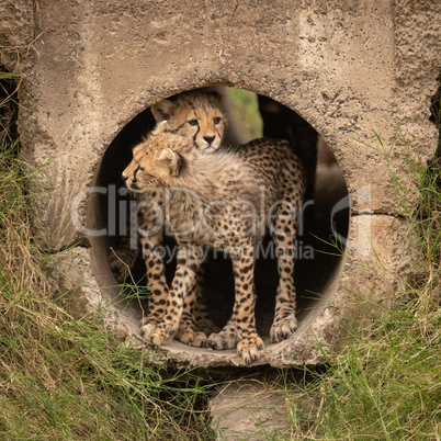 Cheetah cub leans on another in pipe