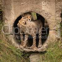 Cheetah cub leans on another in pipe
