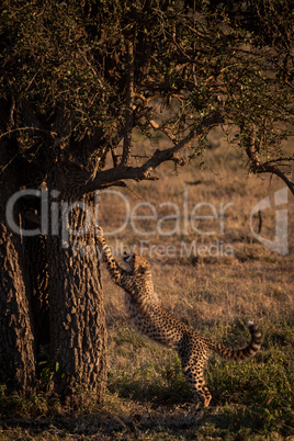 Cheetah cub leans on tree at sunrise