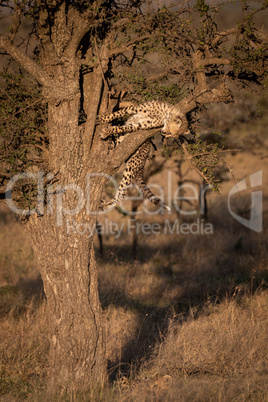 Cheetah cub leans over branch in tree