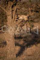 Cheetah cub leans over branch in tree