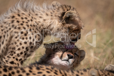 Cheetah cub licking face of its sibling