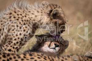 Cheetah cub licking face of its sibling
