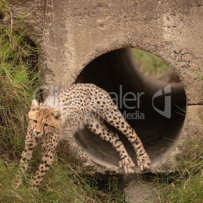 Cheetah cub leaps out of concrete pipe