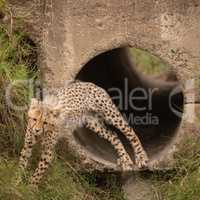 Cheetah cub leaps out of concrete pipe