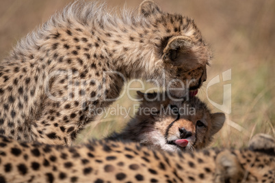 Cheetah cub licking head of its sibling