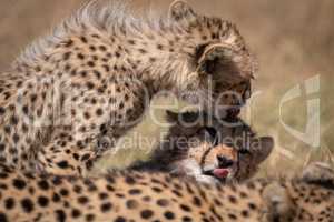 Cheetah cub licking head of its sibling