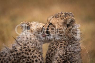 Cheetah cub licks another in the rain