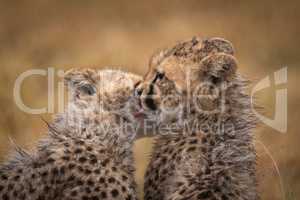 Cheetah cub licks another in the rain