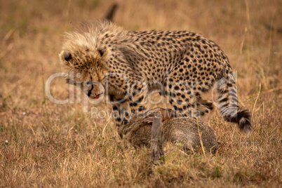Cheetah cub licks lips at scrub hare