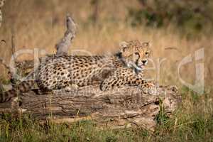 Cheetah cub lies on log in grass