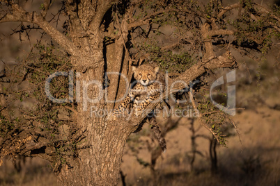 Cheetah cub looking at camera from tree