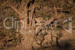 Cheetah cub looking at camera from tree