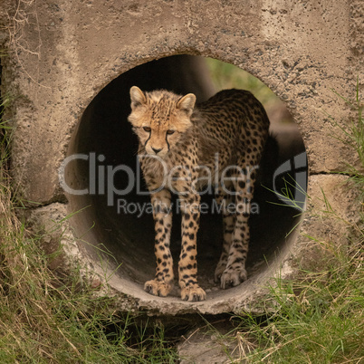 Cheetah cub looking down from concrete pipe