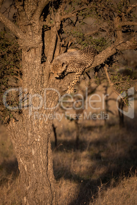 Cheetah cub looking down from thorn tree