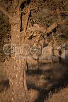 Cheetah cub looking down from thorn tree