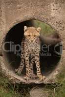 Cheetah cub looking down stands in pipe