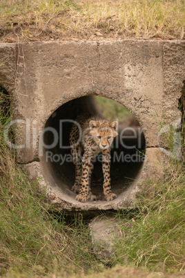 Cheetah cub looking down out of pipe