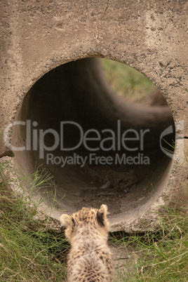 Cheetah cub looking into pipe from outside