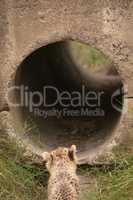 Cheetah cub looking into pipe from outside