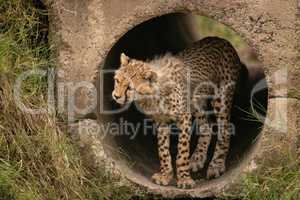 Cheetah cub looking left from concrete pipe