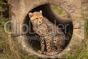 Cheetah cub looking out from concrete pipe