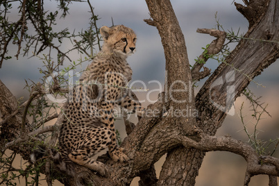 Cheetah cub looking out from thorn tree