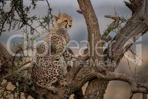 Cheetah cub looking out from thorn tree
