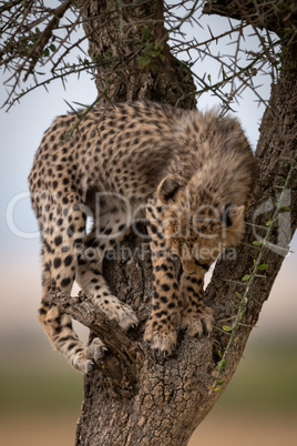 Cheetah cub looks down from whistling thorn