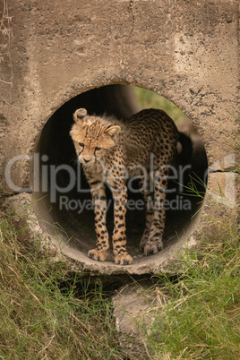 Cheetah cub looks down from concrete pipe