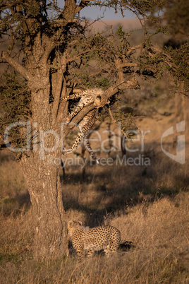 Cheetah cub looks down tree to another