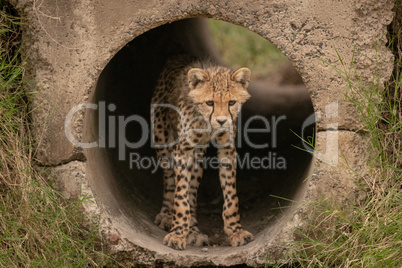 Cheetah cub looks down out of pipe