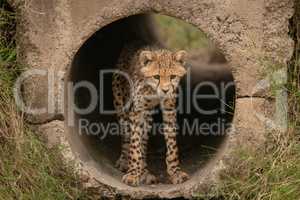 Cheetah cub looks down out of pipe