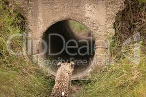 Cheetah cub looks into pipe from outside