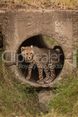 Cheetah cub looks out from concrete pipe