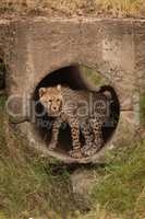 Cheetah cub looks out from concrete pipe