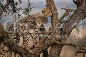 Cheetah cub looks out from thorn tree