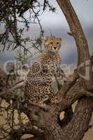 Cheetah cub looks out from tree branch