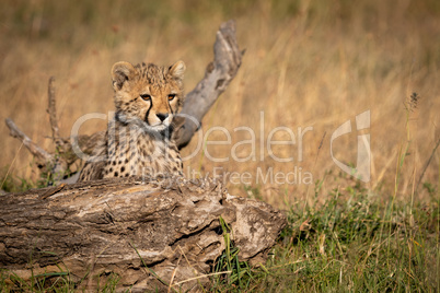 Cheetah cub looks over log in grass