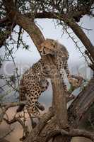 Cheetah cub looks round branch of tree