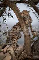 Cheetah cub looks round thorn tree branch