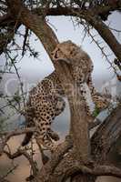 Cheetah cub looks up round tree branch