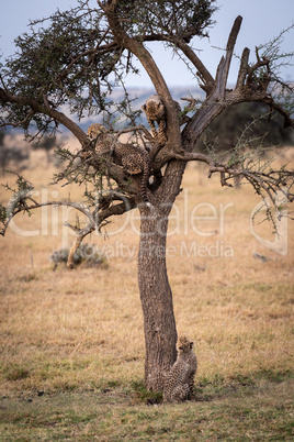 Cheetah cub looks up tree to siblings