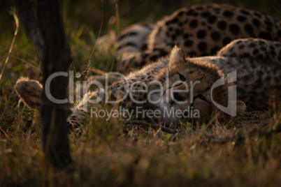 Cheetah cub lying beside mother at sunset