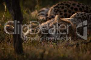Cheetah cub lying beside mother at sunset