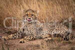 Cheetah cub lying in grass licking lips