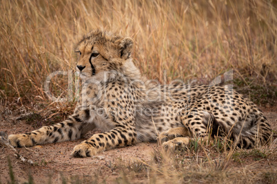 Cheetah cub lying in grass looking left