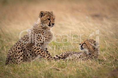 Cheetah cub lying in grass watches another