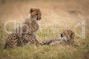 Cheetah cub lying in grass watches another