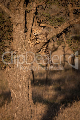 Cheetah cub lying in tree at dawn